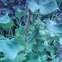 Garden_photo_s_090