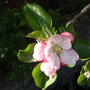 Apple_blossom_out