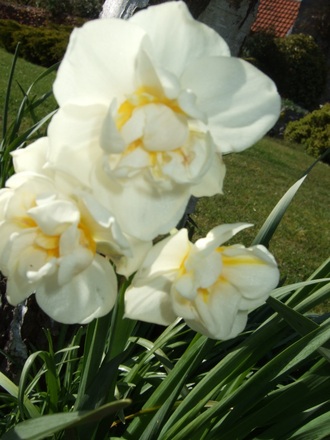 Narcissus 'Cheerfulness' (Narcissus 'Cheerfulness')