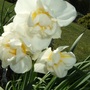 Narcissus__cheerfulness_