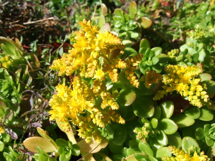 Rhodiola (Rhodiola)