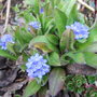 Myosotis 'Blue Ball' (Myosotis alpestris (Alpine Forget-me-not))