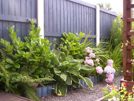 A garden flower photo