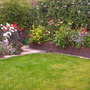 A garden flower photo
