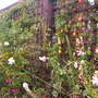 A garden flower photo