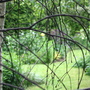 Silver Birches (Betula pendula)