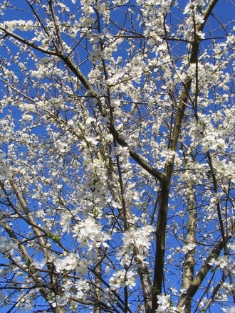 Cherry Plum or Myrobalan (Prunus cerasifera (Purple plum))