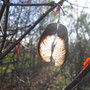 Acer griseum