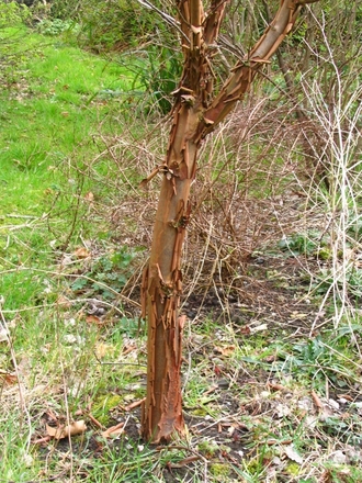 Paper-bark Maple (Acer griseum (Paper-bark maple))