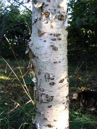 Paper Birch or Canoe Birch (Betula papyrifera (Canoe Birch))