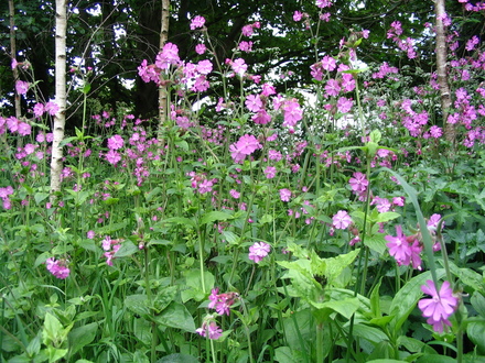 Red Campion (Silene dioica (Red Campion))