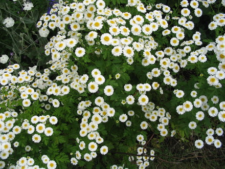 Feverfew (Tanacetum parthenium)