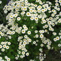Feverfew (Tanacetum parthenium)