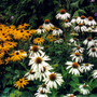 Rudbeckia_and_echinacea