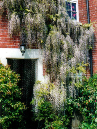 Wisteria (Wisteria japonica 'macrobotrys')
