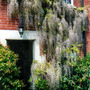 Wisteria japonica