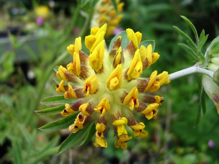 Kidney Vetch (Anthyllis vulneraria (Kidney vetch))