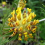 Kidney_vetch