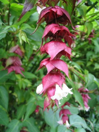Leycesteria formosa (Leycesteria formosa)