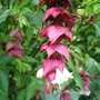 Leycesteria formosa