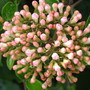 Viburnum Burkwoodii (Viburnum Burkwoodii)