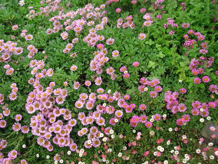 erigerons (Erigeron glaucus)