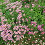erigerons (Erigeron glaucus)