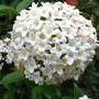 Viburnum Burkwoodii  (Viburnum Burkwoodii)