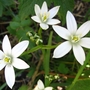 Star of Bethlehem (Ornithogalum umbellatum)