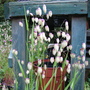 Briza maxima