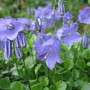 Campanula cochlearifolia