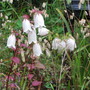 Campanula takesimana