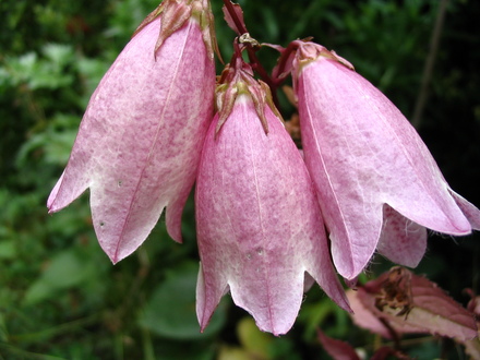 Campanula takesimana 'Elizabeth' (Campanula takesimana 'Elizabeth')