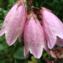 Campanula takesimana