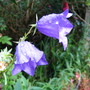 Campanula