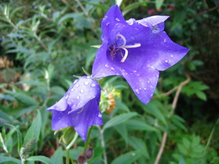 Campanula - unknown variety (Campanula)