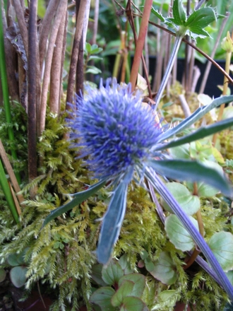 Sea Holly (Eryngium x tripartitum)