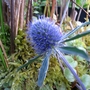 Eryngium x tripartitum