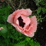 Oriental_poppy_close_up__1_