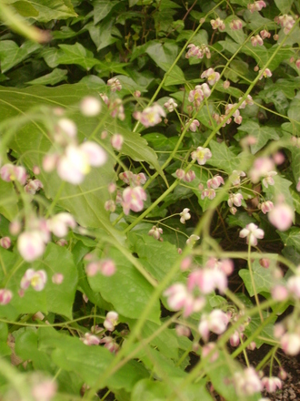 Epimedium (Epimedium)