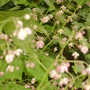 Epimedium (Epimedium)