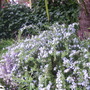 Rosmarinus officinalis