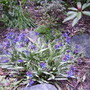 pulmonaria (Pulmonaria rubra (Lungwort))