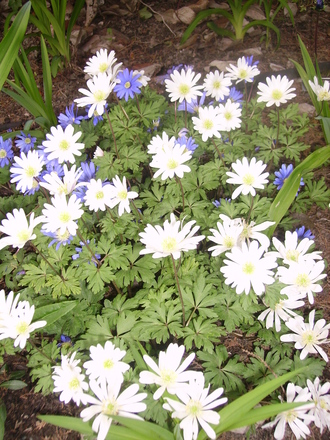 grecian windflower (Anemone blanda (Anemone))