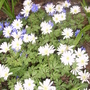 grecian windflower (Anemone blanda (Anemone))