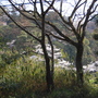 Cherry blossom through the trees