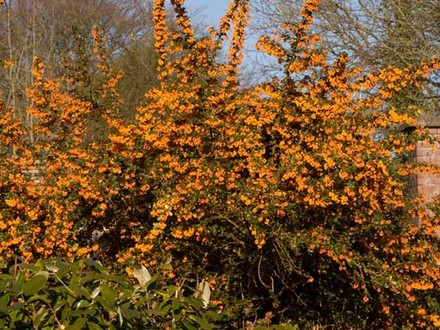 Splash of orange spring colour (Berberis darwinii)