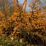 Splash of orange spring colour (Berberis darwinii)