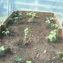 currants and strawberries
