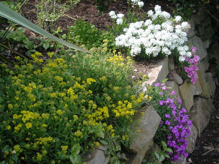 Plants growing on the wall